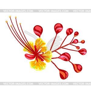 Tropical caesalpinia flower - vector clipart