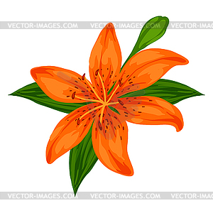 Blooming lily flower - vector EPS clipart