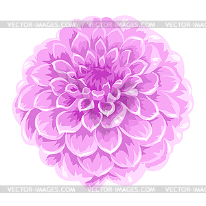 Blooming aster flower - vector clip art