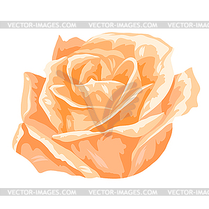 Blooming rose flower - vector image