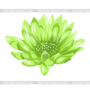 Blooming aster flower - vector image