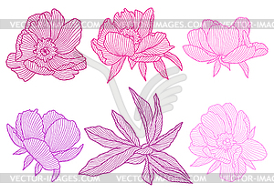 Set of linear peonies - vector clipart