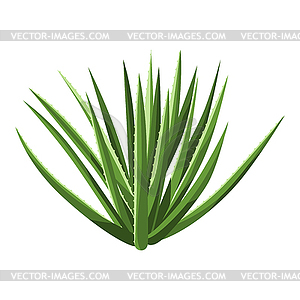 Cactus. Decorative spiky mexican cacti - vector image