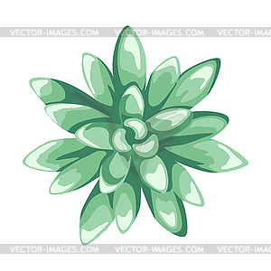 Succulent. Decorative home plant. Natural image - vector image