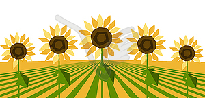 Background with ripe sunflowers. Harvested - vector image