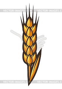 Wheat ear. Object in engraving style. Old natural - royalty-free vector image