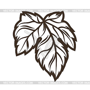 Hop leaf. Object in engraving style. Old element fo - vector image