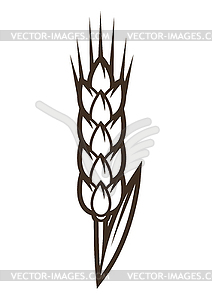 Wheat ear. Object in engraving style. Old natural - vector image