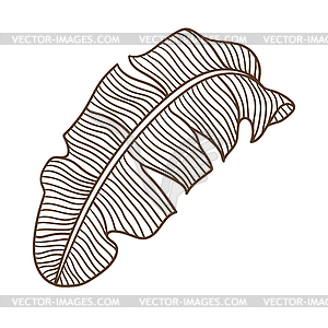 Stylized banana palm leaf. Decorative tropical - vector clipart