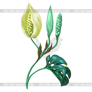 Monstera palm leaf with flower. Decorative - vector image