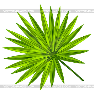 Palm leaf. Decorative tropical foliage and plant - vector EPS clipart