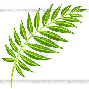 Palm leaf. Decorative tropical foliage and plant - vector image