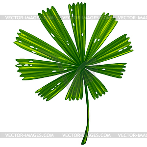 Palm leaf. Decorative tropical foliage and plant - vector clipart