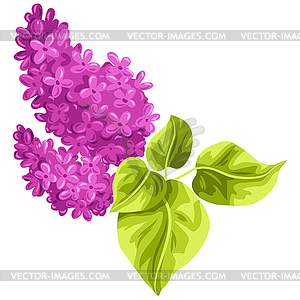 Stylized lilac branch with leaves. Decorative summe - vector image