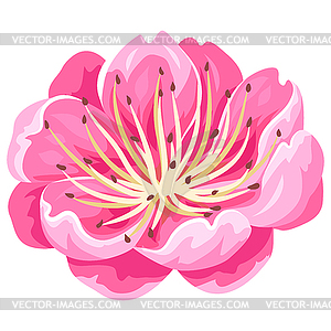 Beautiful sakura or cherry bud. Floral japanese - vector image