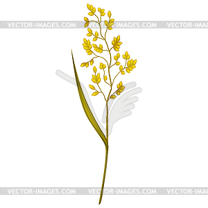 Stylized cereal grass. Decorative meadow plant. Twi - vector clipart