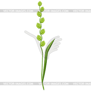 Stylized cereal grass. Decorative meadow plant. Twi - vector image