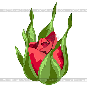 Beautiful realistic rose. Bud for design and - vector clipart