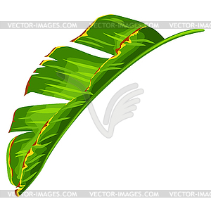 Banana palm leaf. Decorative tropical foliage and - royalty-free vector image