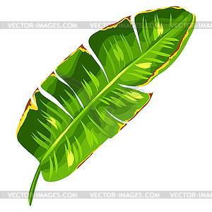 Banana palm leaf. Decorative tropical foliage and - vector clip art