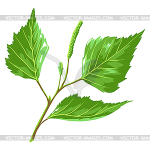 Stylized green birch leaves. Decorative summer plant - vector clipart