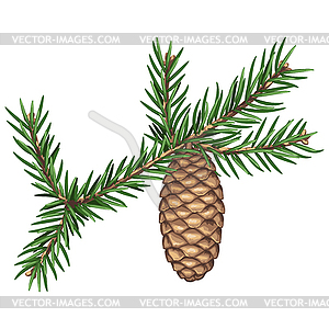 Spruce branch with needles and cone. Twig for - vector clipart