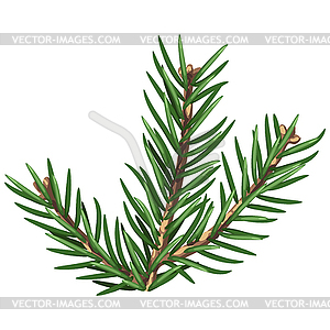 Spruce branch with needles. Twig for Christmas and - vector image