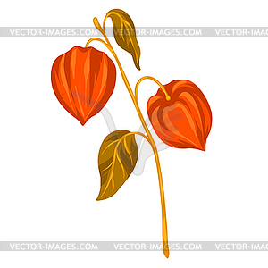 Stylized physalis branch. Decorative autumn plant - vector clipart