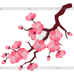 Beautiful sakura or cherry branch. Floral japanese - vector image