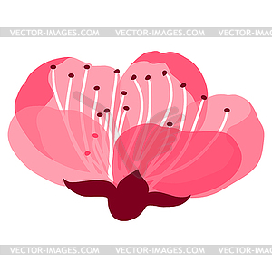 Beautiful sakura or cherry bud. Floral japanese - vector image