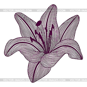 Stylized lily flower. Decorative beautiful bud - royalty-free vector image