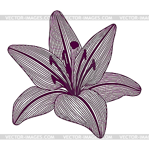 Цветок лилии монохромный рисунок для раскраски книгу - векторизованное изображение клипарта