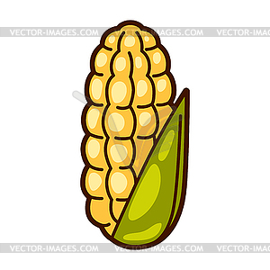 Fresh ripe corn. Autumn harvest of vegetables. - vector clip art