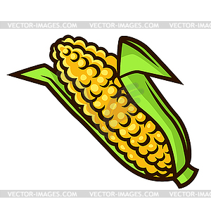 Fresh ripe corn. Autumn harvest of vegetables. - color vector clipart