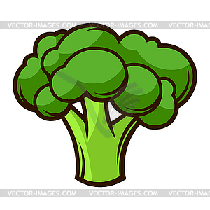 Fresh ripe broccoli. Autumn harvest of vegetables. - vector clip art