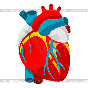 Human heart. Object for medicine and health - vector clip art