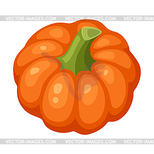 Fresh ripe pumpkin. Autumn harvest of vegetables. - color vector clipart