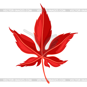 Maple leaf. Decorative autumn plant. Nature item - vector image