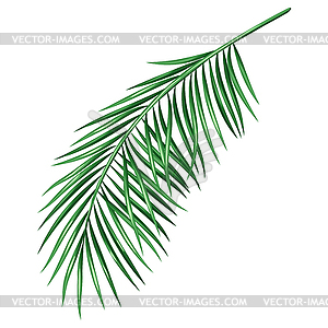 Stylized palm branch. Image for design or decoration - vector clipart