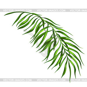 Stylized palm branch. Image for design or decoration - vector clipart