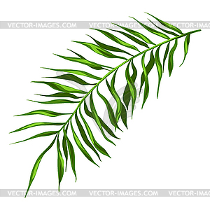 Stylized palm branch. Image for design or decoration - vector clip art