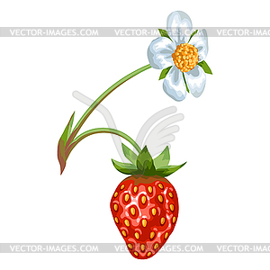 Stylized strawberry twig. Image for design or - vector clip art