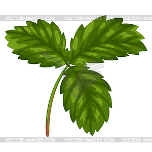 Stylized strawberry leaf. Image for design or - color vector clipart