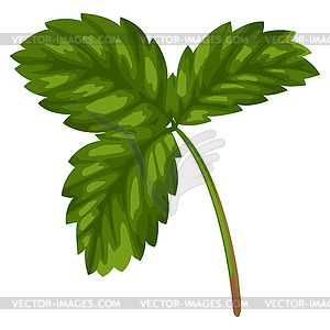 Stylized strawberry leaf. Image for design or - vector image