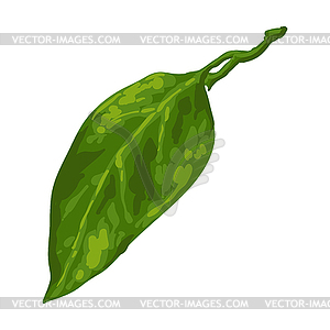 Stylized leaf. Image for design or decoration - vector clipart