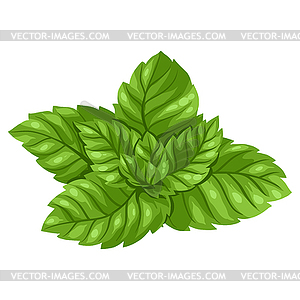 Stylized mint. Image for design or decoration - vector clipart