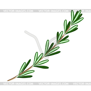 Stylized rosemary. Image for design or decoration - royalty-free vector clipart