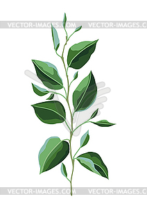 Branch and green leaves. Spring or summer stylized - vector image