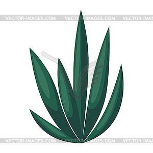 Agave and tequila. Decorative tropical plant - royalty-free vector image