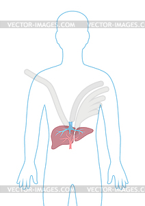 With liver internal organ. Human body anatomy. - vector image